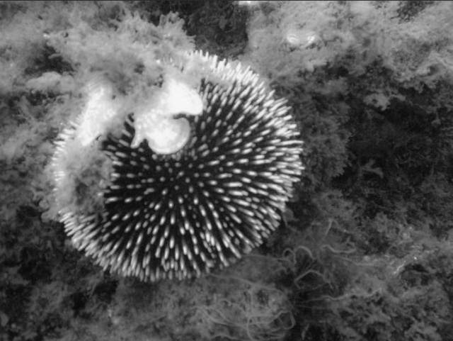  Seeigel/Seeigel 